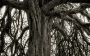 ancient trees beth moon 181