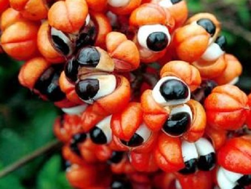 Guaranà: dieta per bruciare grassi e tonificare