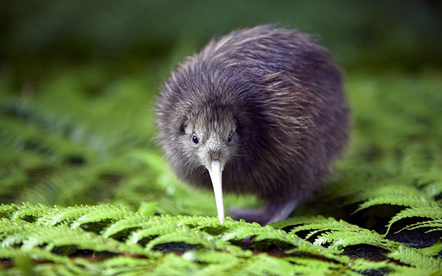 kiwi nuova zelanda