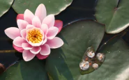 Radice fiore di loto: benefici e proprietà