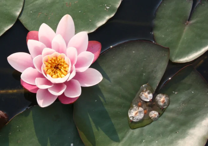 Radice fiore di loto: benefici e proprietà