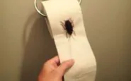 scherzo scarafaggi