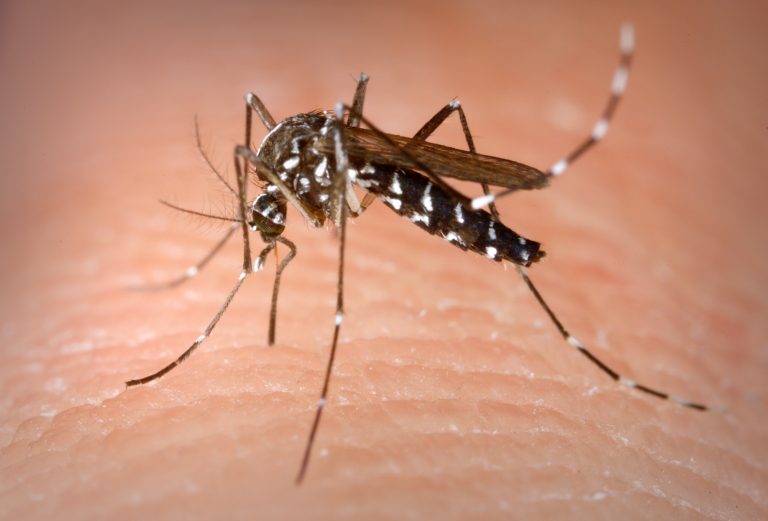 virus Zika virus Zika
