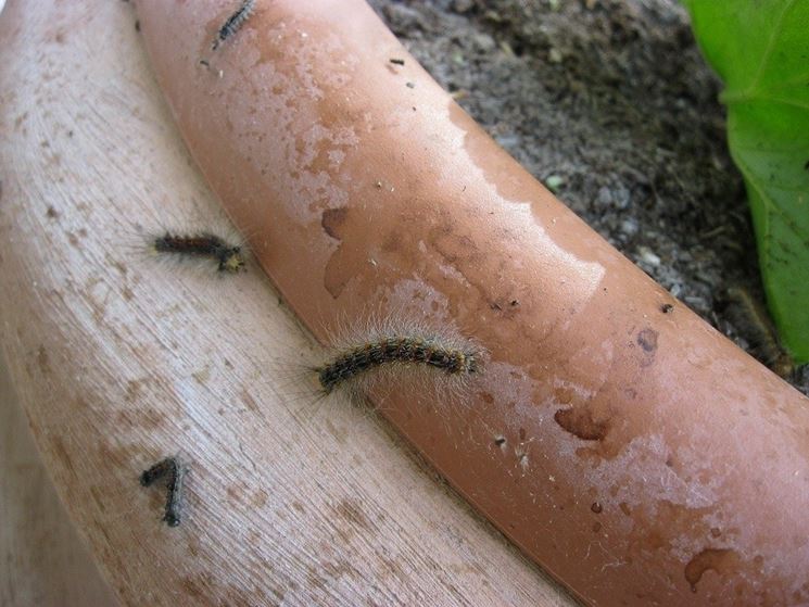 Come riconoscere effetti sulla pelle processionaria su uomo