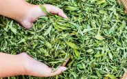 Come usare le foglie di stevia
