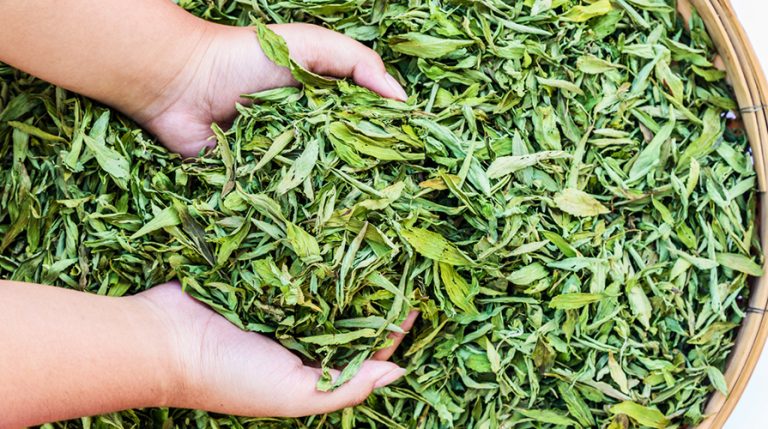 Come usare le foglie di stevia