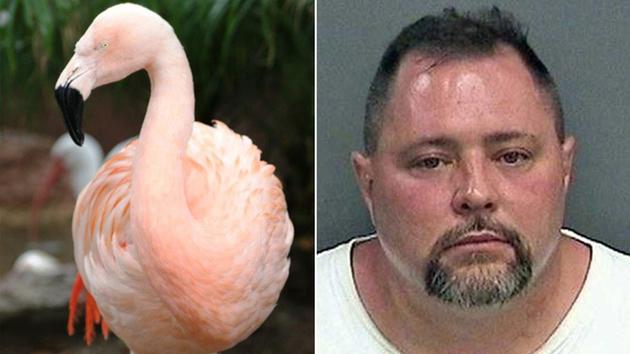 Turista picchia fenicottero rosa Pinky in Florida Turista picchia fenicottero rosa Pinky in Florida