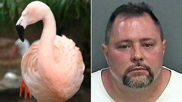 Turista picchia fenicottero rosa Pinky in Florida