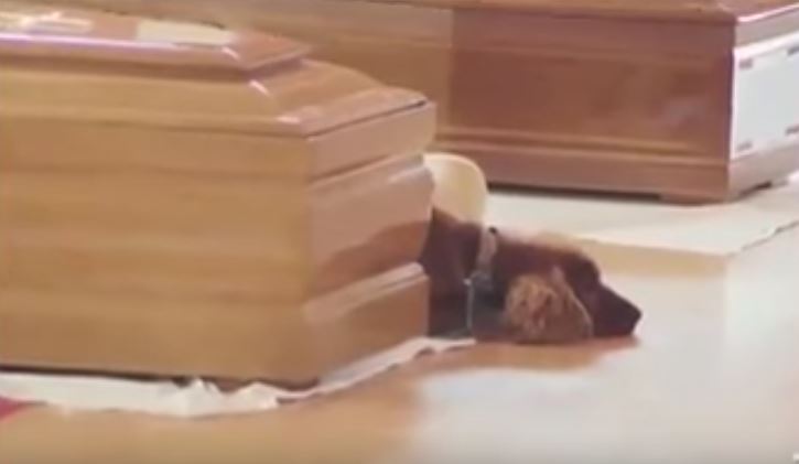 cane sulla tomba del padrone