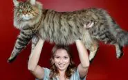 Conosciamo Samon, il gatto più grande che esista sul pianeta
