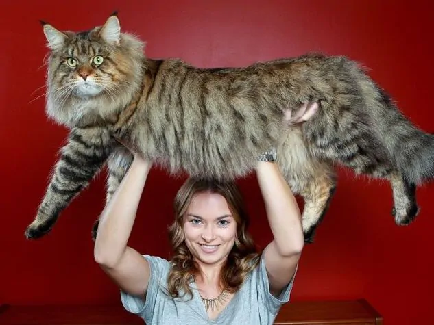 Conosciamo Samon, il gatto più grande che esista sul pianeta