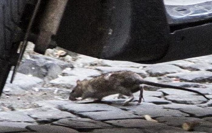 morsa da un ratto