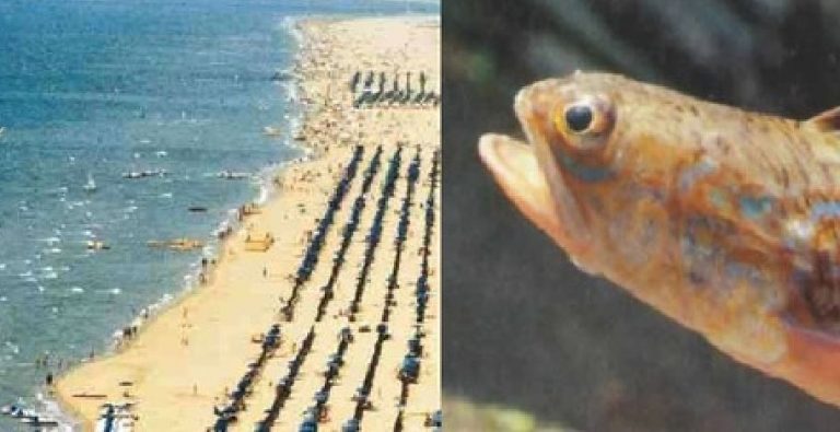 pesce ragno