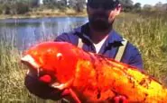 pesci rossi giganti