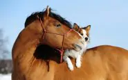 Biella: orgia con cani e cavalli