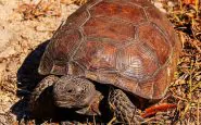 Brasile, tartaruga persa nel 1982 ritrovata viva dopo 34 anni