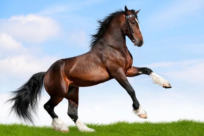 inghilterra-36-enne-fa-sesso-con-cavallo-la-condanna-100-metri-di-distanza-da-stalle Inghilterra, 36 enne fa sesso con cavallo: la condanna: 100 metri di distanza da stalle
