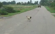 animali selvatici per strada