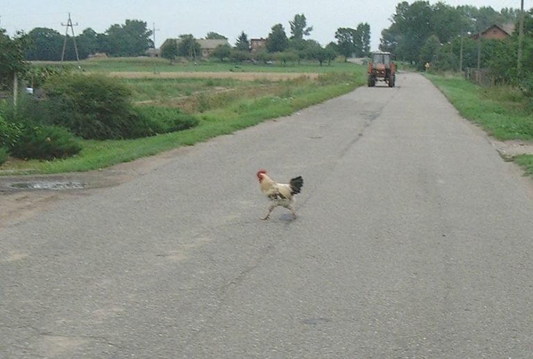 animali selvatici per strada animali selvatici per strada