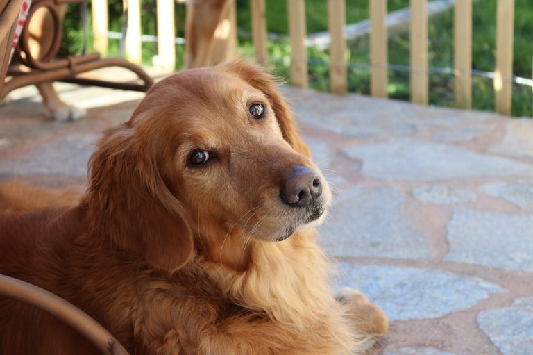 Romeo, il sopravvissuto