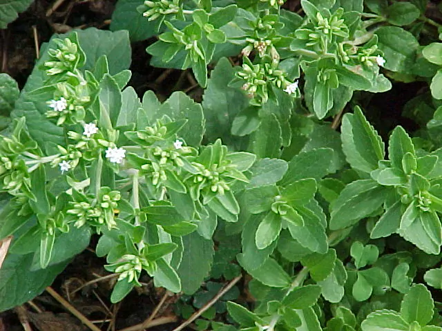 Stevia rebaudiana p3