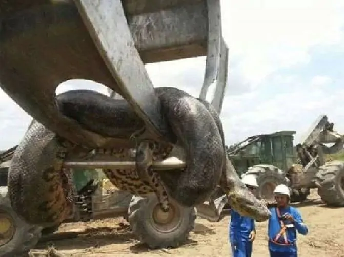 anaconda gigante