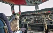 Cane sull'aereo