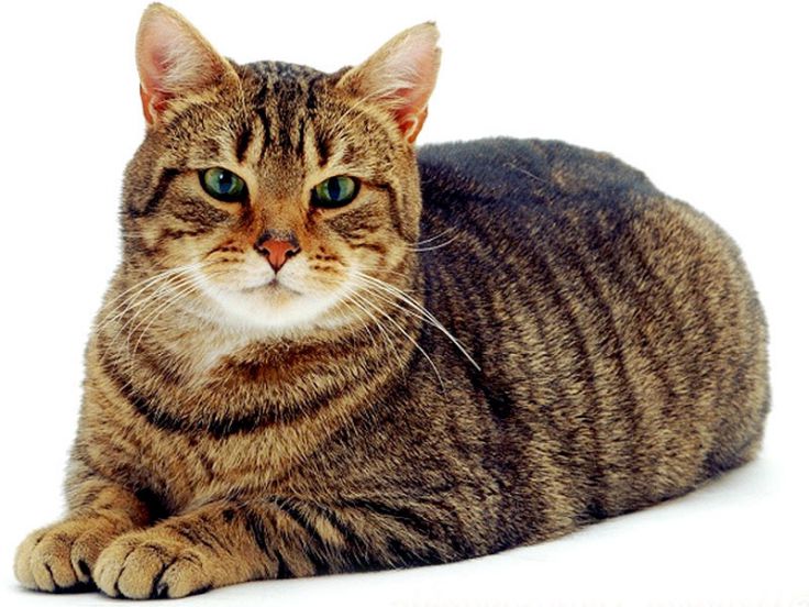 gatto