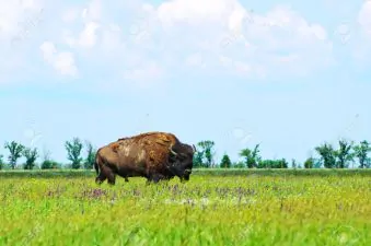 Bisonte nel verde della steppa di primavera Archivio Fotografico