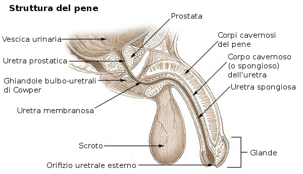 PENE.
