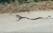 Video mamma topo che salva il cucciolo dal serpente cattivo