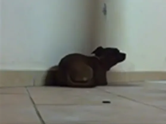 Nel video tortura il cane: presidio sotto casa a Pescia