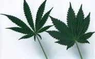 Cannabis terapeutica: pregi ed effetti collaterali