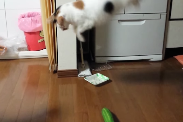Cetrioli: nemici numero uno dei gatti