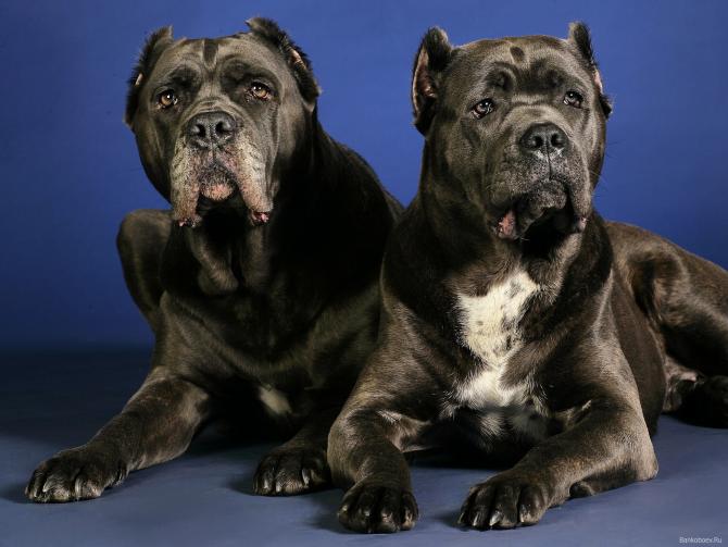 Cane Corso Carattere è Aggressivo Con I Bambini