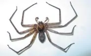 Charlotte: il ragno gigante che terrorizza il web