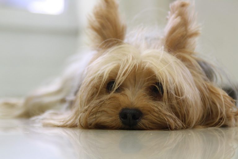 come-evitare-di-viziare-il-cane Come evitare di viziare il cane