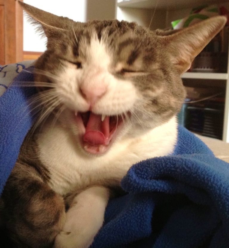 Come insegnare al gatto a smettere di soffiare