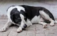 Decapita la cagnolina: non aveva soldi per il veterinario