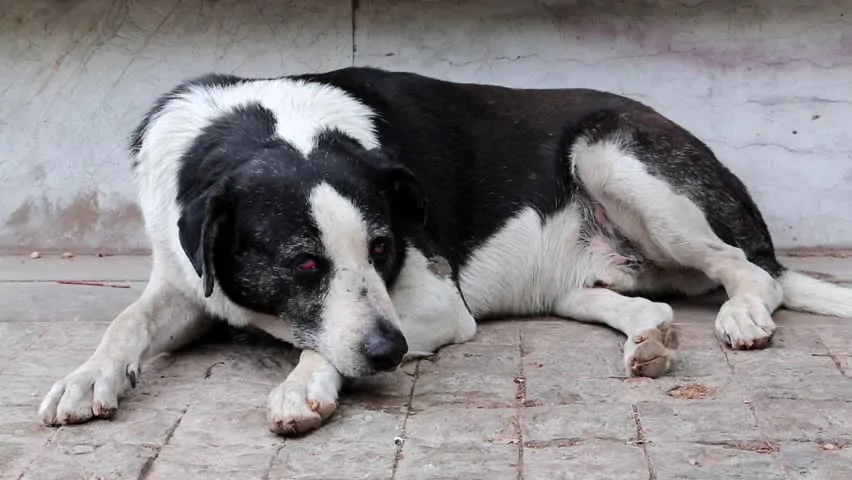 Decapita la cagnolina: non aveva soldi per il veterinario