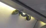Serpente in aereo: panico a bordo