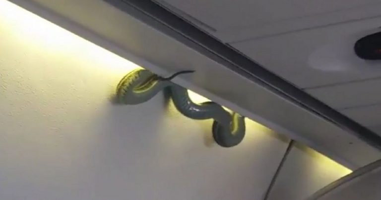 Serpente in aereo: panico a bordo