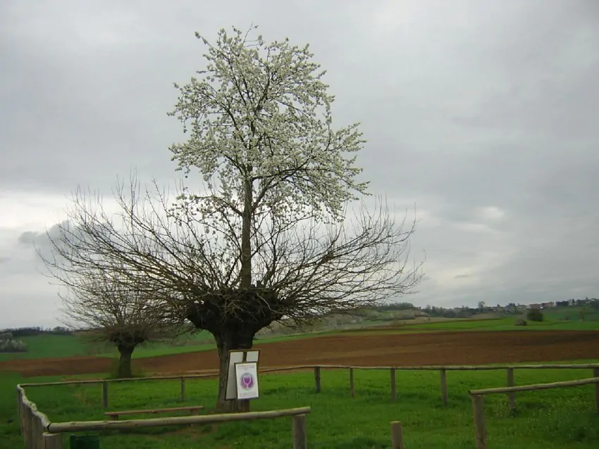 bialbero