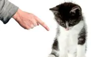 Come calmare un gatto agitato