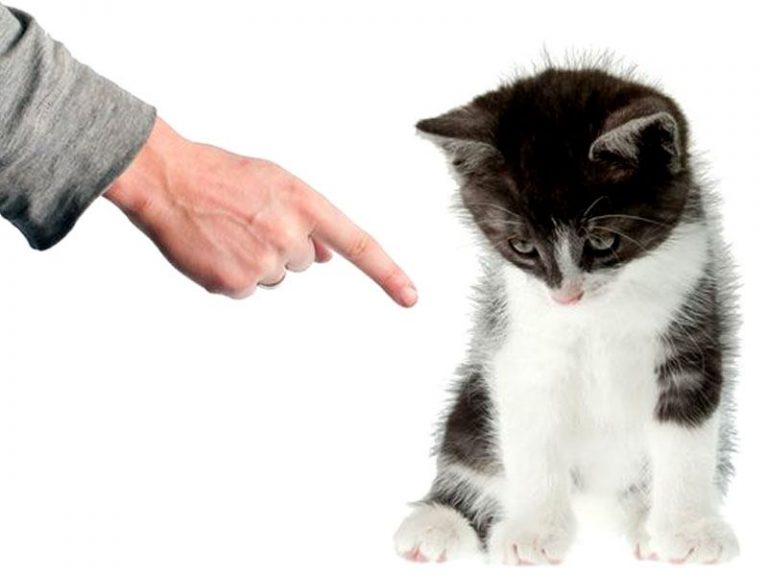Come calmare un gatto agitato Come calmare un gatto agitato