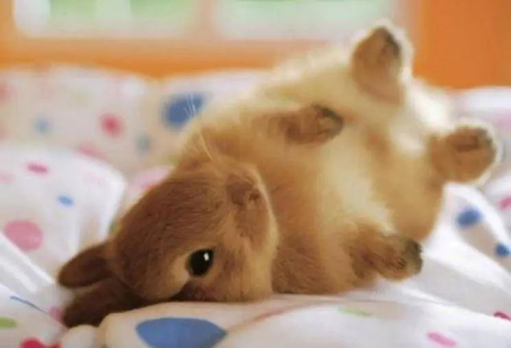 Come insegnare a un coniglio a non masticare i mobili