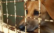 Lecce, maltrattamenti animali: lancia in aria cani e colpisce con mazza