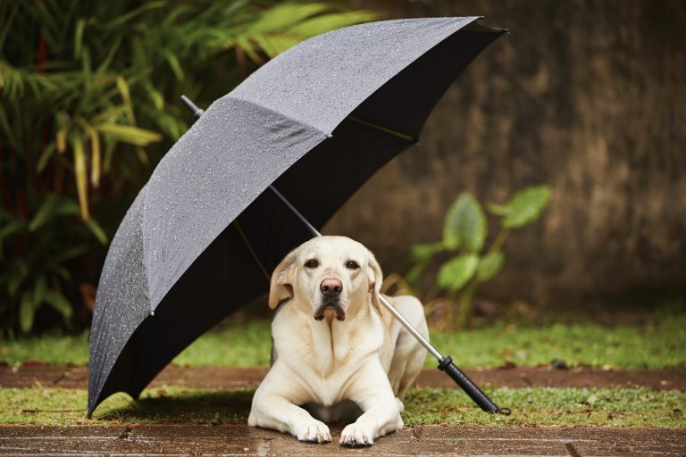 thinkstockphotos-482105523 ALT