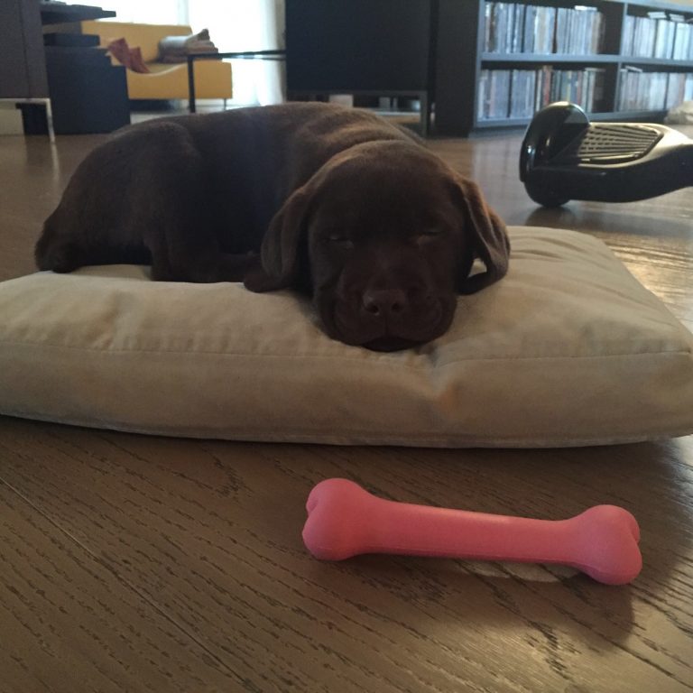 Linus: lo sfogo su Instagram per la morte della sua canina Bruna