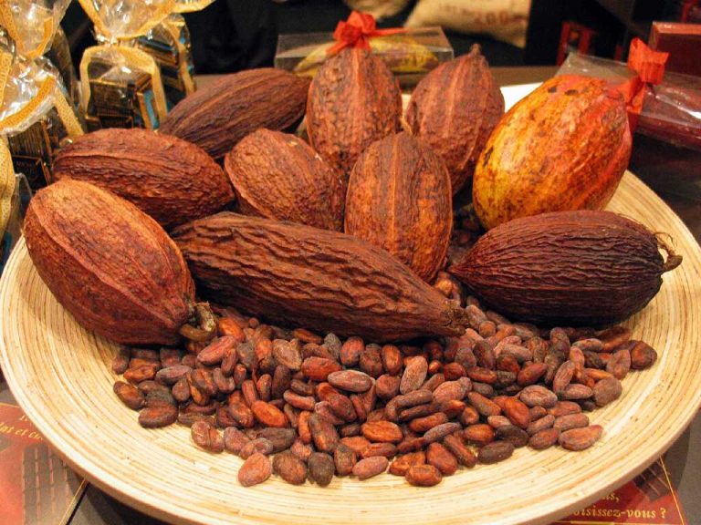 Risultati immagini per SEMI DI CACAO -MAX PIXEL FOTO?